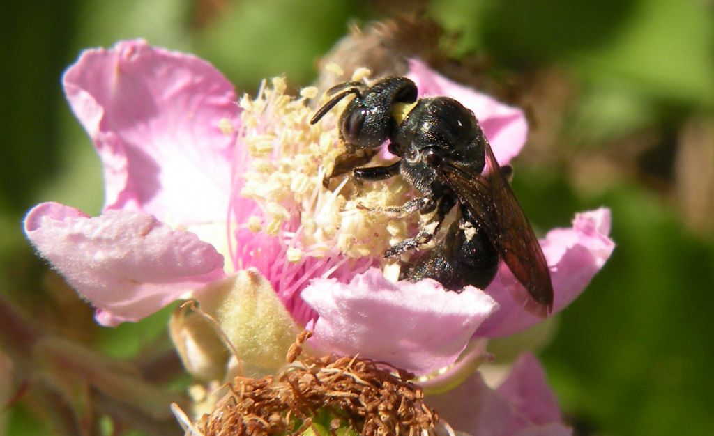 Ceratina cucurbitina su rovo (Grecia)